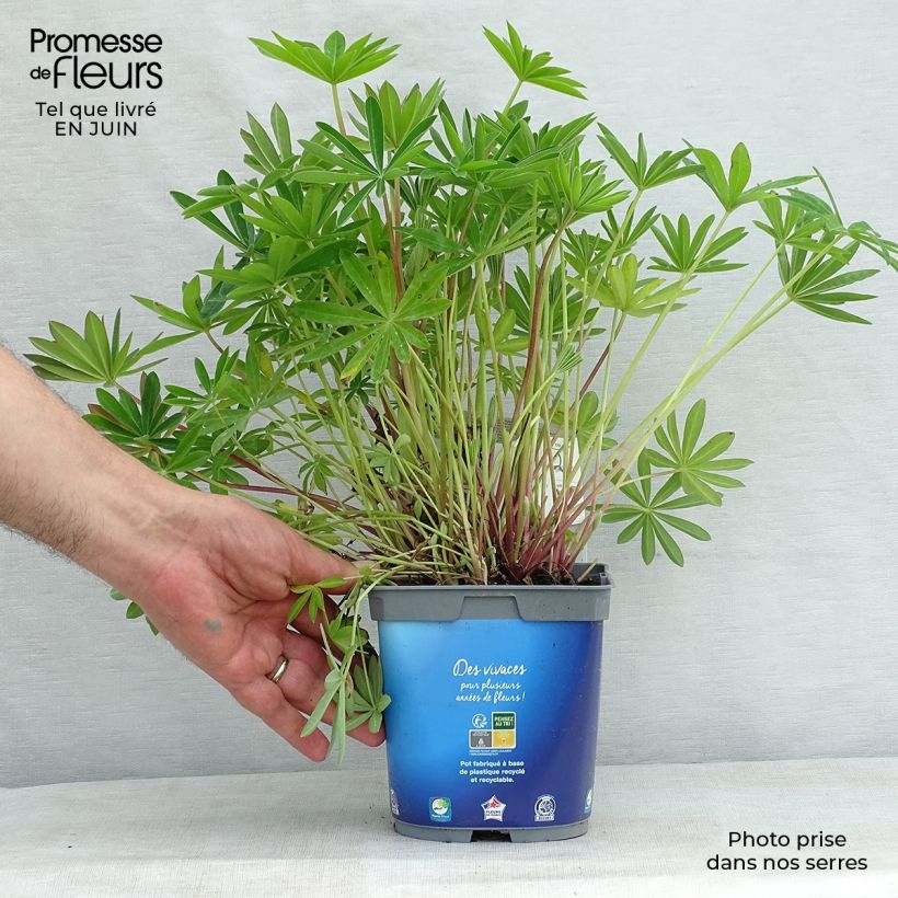 Amostra de Lupinus Gallery Blue Vaso de 2 L/3 L tal como entregue no verão