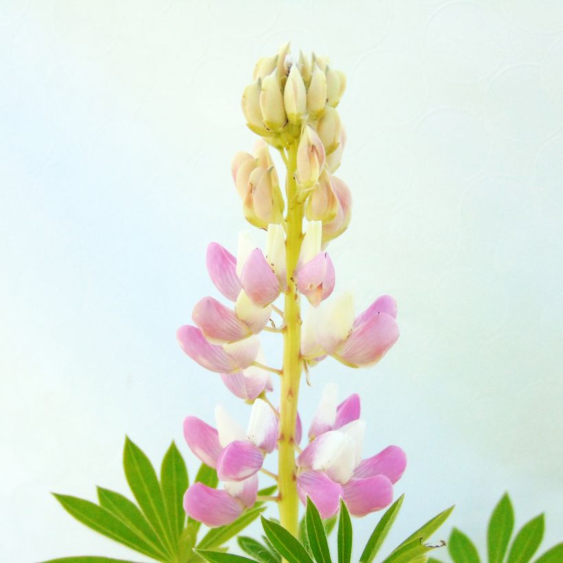 Lupinus Gallery Pink (Floração)