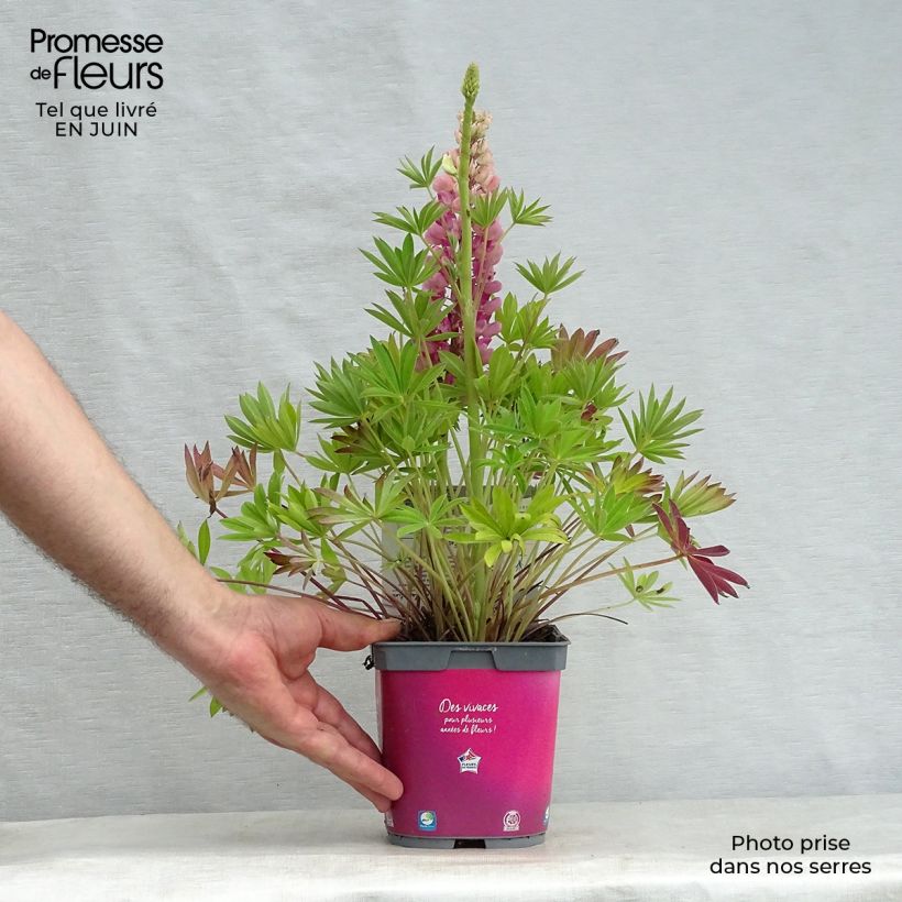 Amostra de Lupinus Gallery Pink Vaso de 2 L/3 L tal como entregue no verão