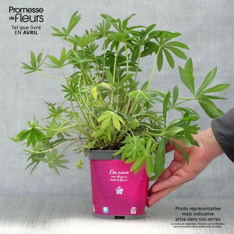 Amostra de Lupinus Gallery Pink Vaso de 2 L/3 L tal como entregue na primavera