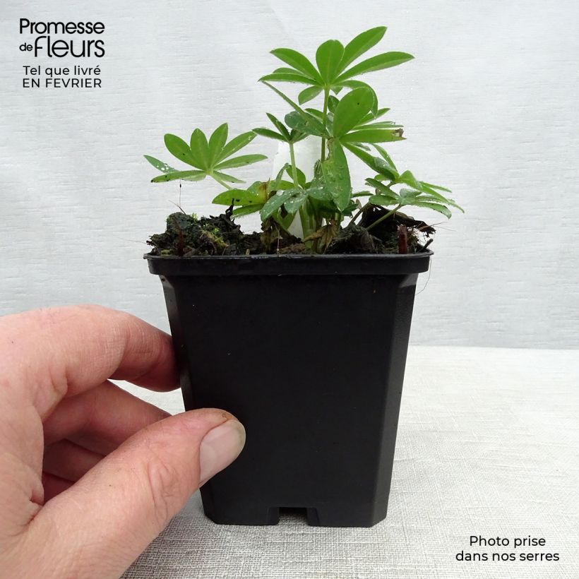 Amostra de Lupin Gallery Pink Vaso de 8/9 cm tal como entregue no inverno