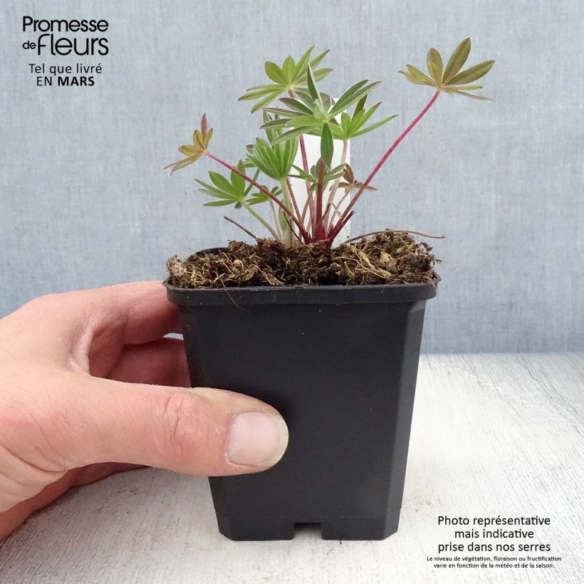 Amostra de Lupinus Gallery Pink Vaso de 8/9 cm tal como entregue na primavera