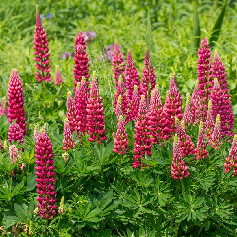 Lupinus Gallery Vermelho (Hábito)