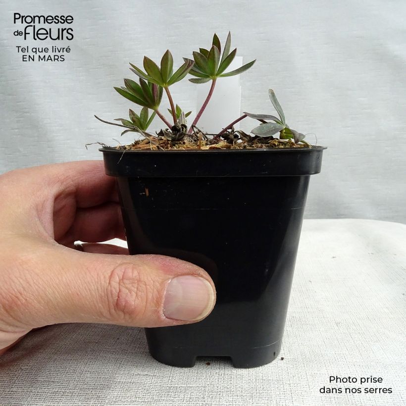 Amostra de Lupinus Gallery Vermelho Vaso de 8/9 cm tal como entregue na primavera