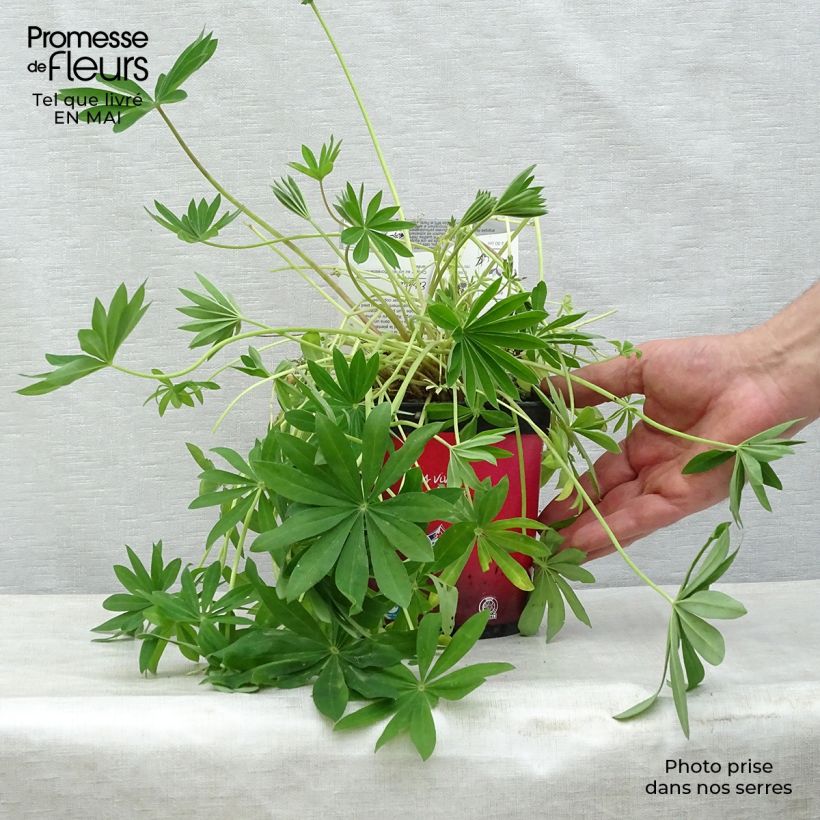 Amostra de Lupinus Gallery Vermelho Vaso de 2 L/3 L tal como entregue na primavera