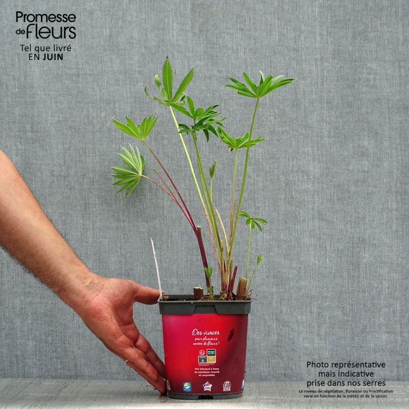 Amostra de Lupinus Gallery Vermelho Vaso de 2 L/3 L tal como entregue no verão