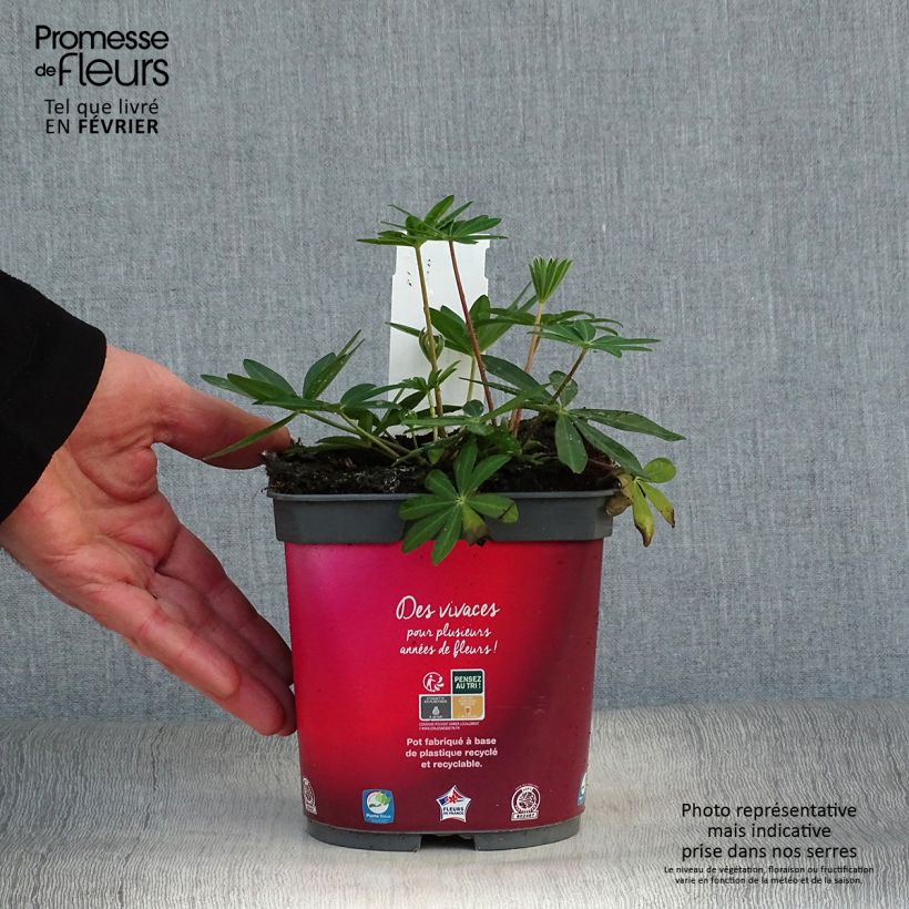 Amostra de Lupin Gallery Red Vaso de 2 L/3 L tal como entregue no inverno