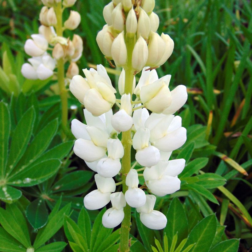 Lupinus Gallery White (Floração)