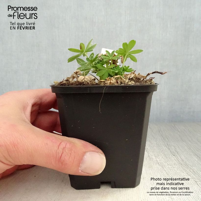 Amostra de Lupin Gallery White Vaso de 8/9 cm tal como entregue no inverno