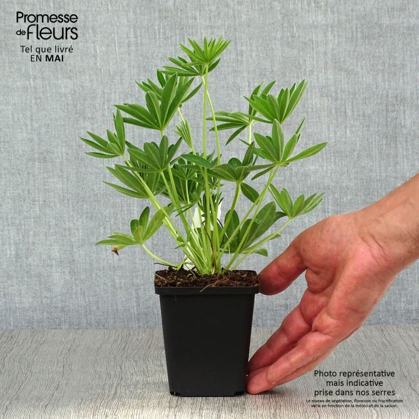 Amostra de Lupinus Gallery White Vaso de 8/9 cm tal como entregue na primavera