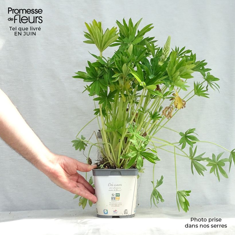 Amostra de Lupinus Gallery White Vaso de 2 L/3 L tal como entregue no verão