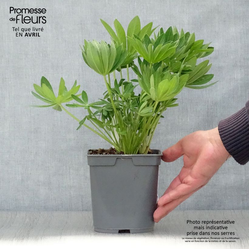 Amostra de Lupinus Gallery White Vaso de 2 L/3 L tal como entregue na primavera