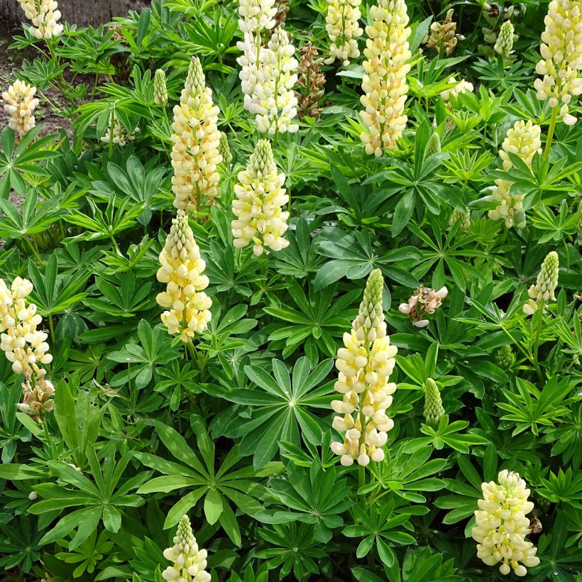 Lupinus Gallery Yellow (Hábito)