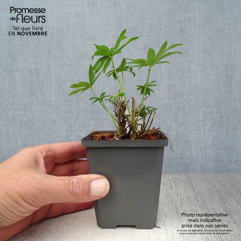 Amostra de Lupinus Gallery Yellow Vaso de 8/9 cm tal como entregue no outono