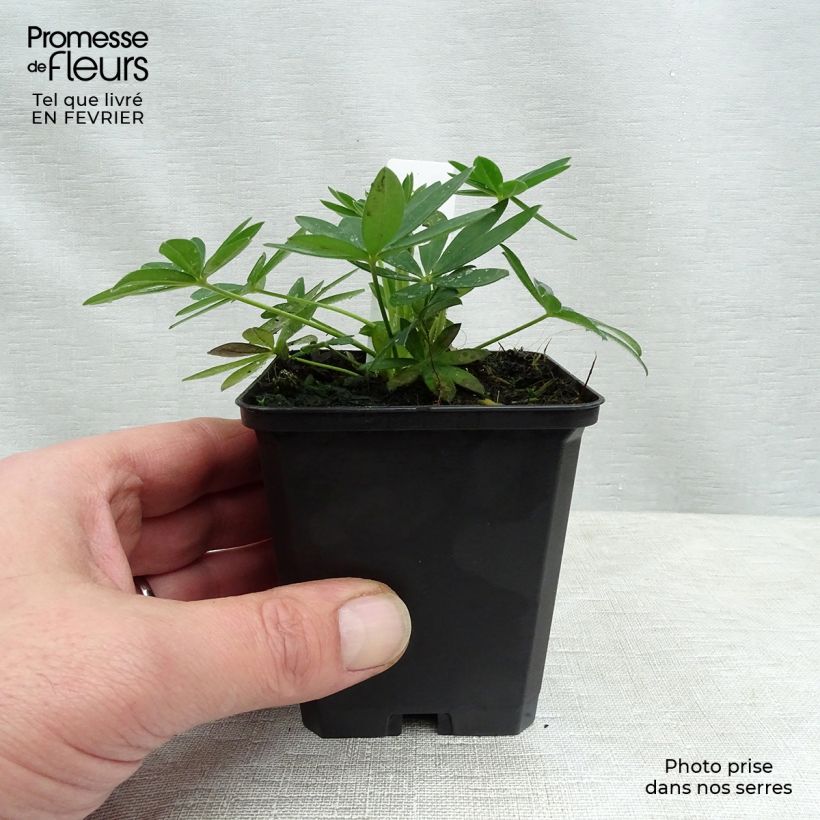 Amostra de Lupin Gallery Yellow Vaso de 8/9 cm tal como entregue no inverno