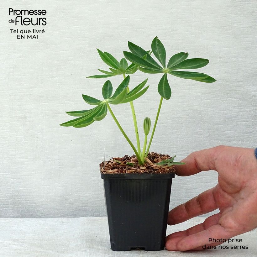 Amostra de Lupinus Gallery Yellow Vaso de 8/9 cm tal como entregue na primavera