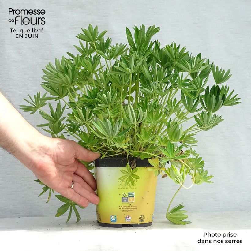 Amostra de Lupinus Gallery Yellow Vaso de 2 L/3 L tal como entregue no verão