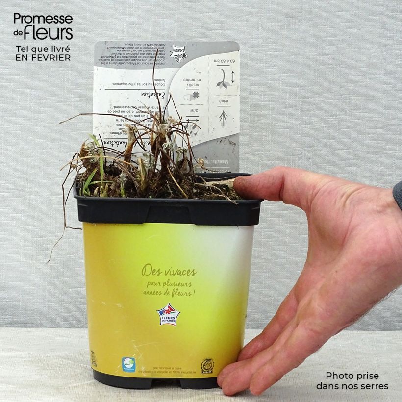 Amostra de Lupin Gallery Yellow Vaso de 2 L/3 L tal como entregue no inverno