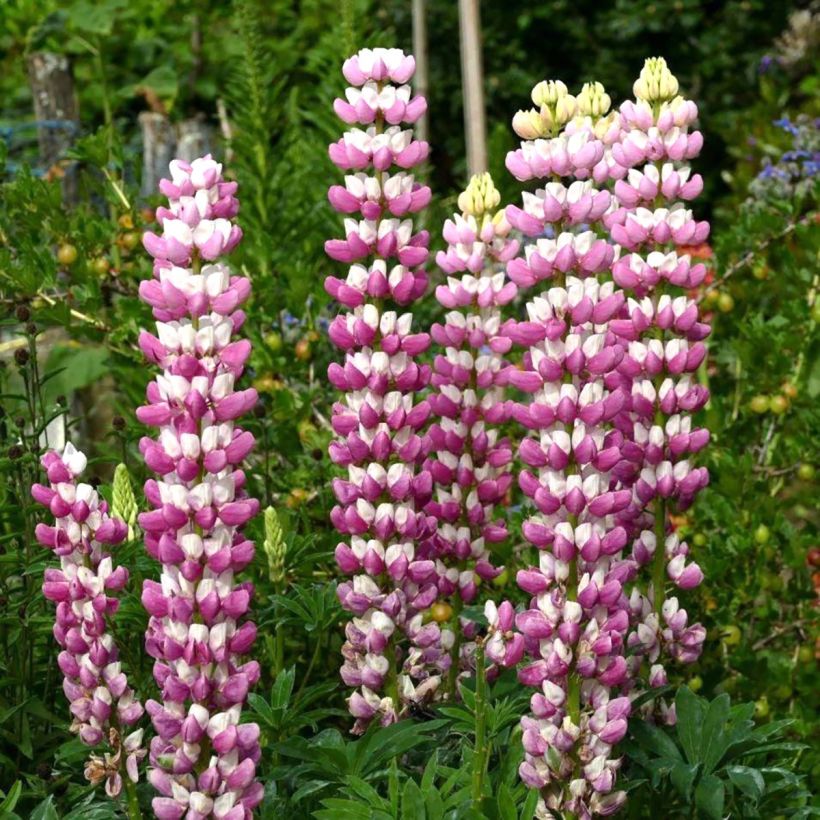 Lupinus The Châtelaine (Floração)