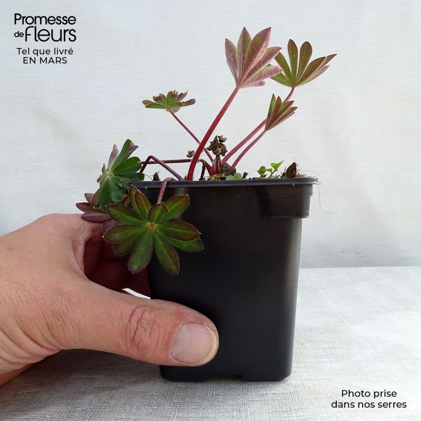 Amostra de Lupinus The Châtelaine Vaso de 7/8 cm tal como entregue na primavera