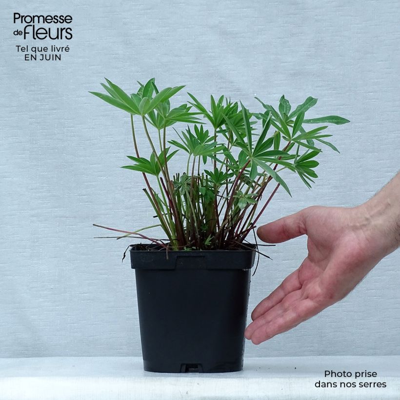 Amostra de Lupinus The Châtelaine Vaso de 2 L/3 L tal como entregue no verão