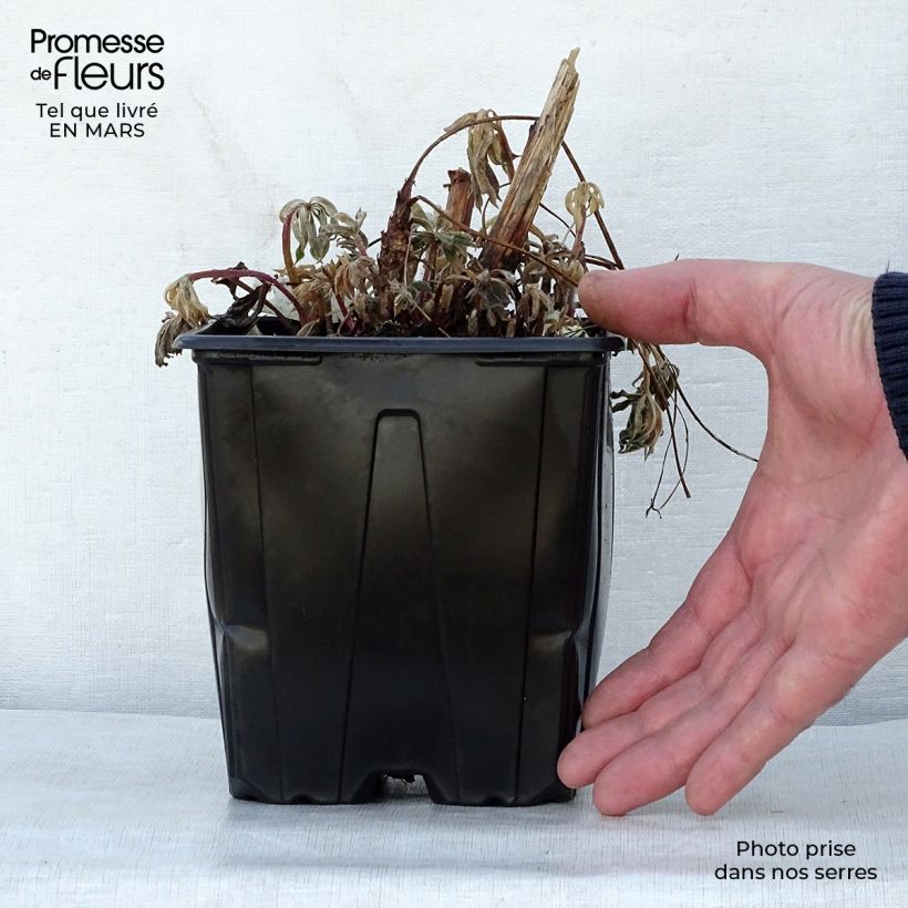 Amostra de Lupinus The Châtelaine Vaso de 2 L/3 L tal como entregue na primavera