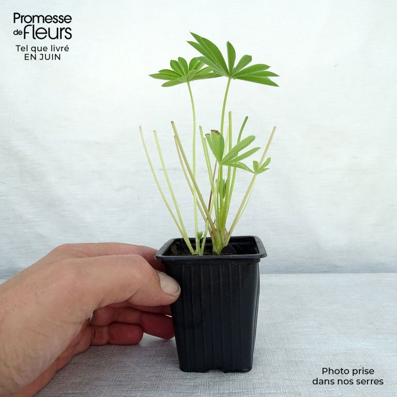 Amostra de Lupinus Noblemaiden Vaso de 7/8 cm tal como entregue no verão