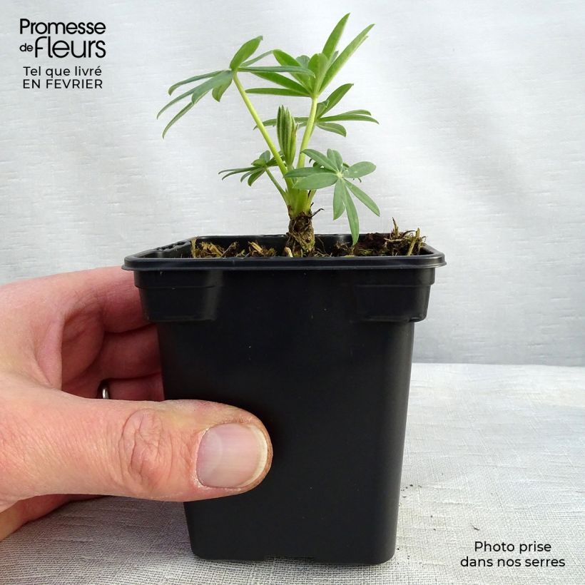 Amostra de Lupin La Demoiselle (Noble Maiden) blanc Godet de 7/8 cm tal como entregue no inverno