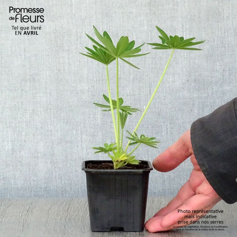 Amostra de Lupinus Noblemaiden Vaso de 7/8 cm tal como entregue na primavera