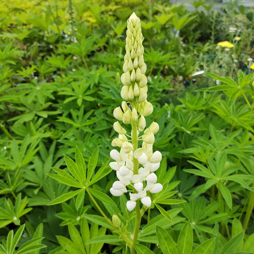 Lupinus Noblemaiden (Floração)