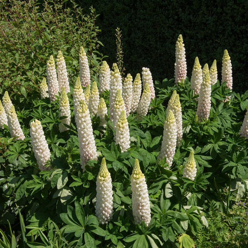 Lupinus Noblemaiden (Hábito)