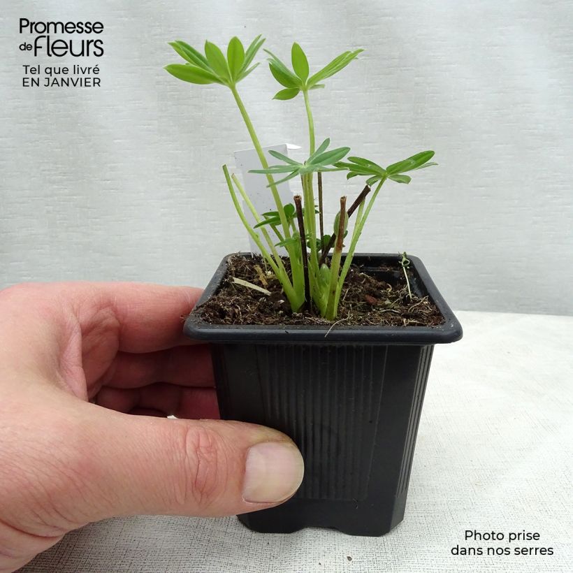 Amostra de Lupin Le Chandelier jaune Vaso de 7/8 cm tal como entregue no inverno