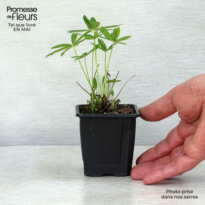 Amostra de Lupinus Chandelier Amarelo Vaso de 7/8 cm tal como entregue na primavera