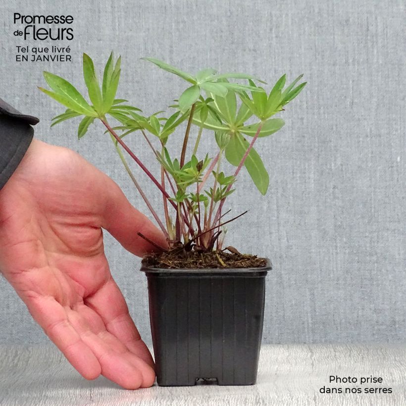 Amostra de Lupin Le Gentilhomme (The Governor) bleu Vaso de 7/8 cm tal como entregue no inverno