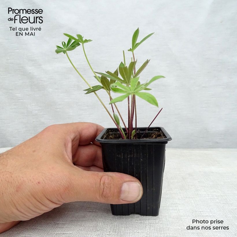 Amostra de Lupinus The Governor Vaso de 7/8 cm tal como entregue na primavera