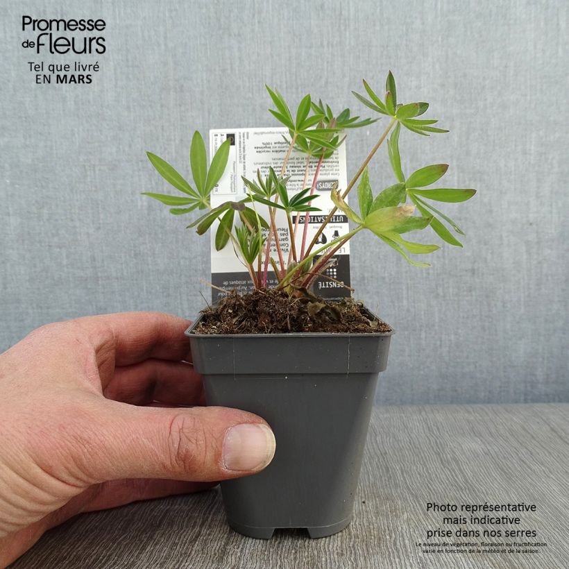 Amostra de Lupin Minaret (Minarette) Godet de 8/9 cm tal como entregue no inverno