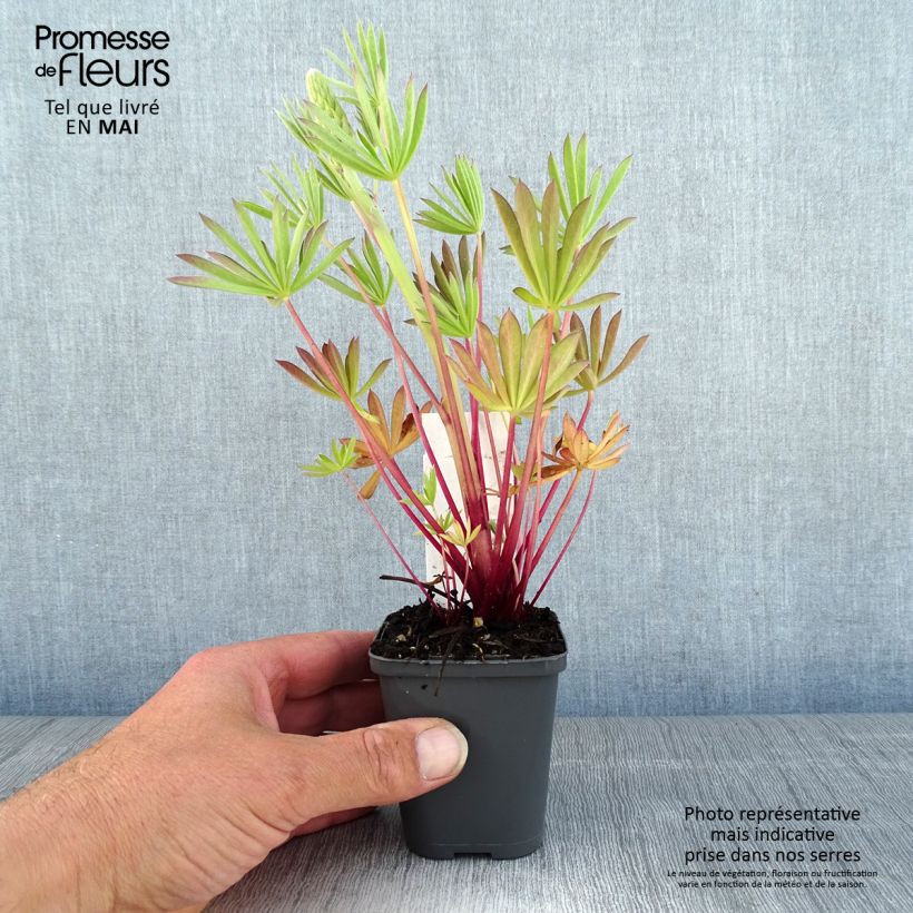 Amostra de Lupinus Minaret (Minarette) Vaso de 8/9 cm tal como entregue na primavera