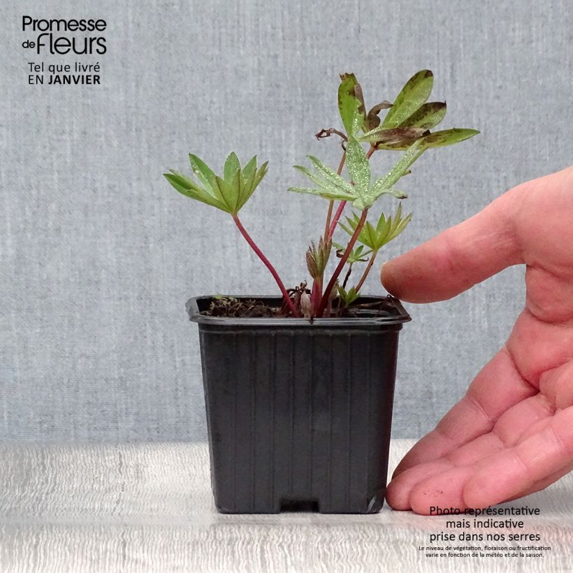 Amostra de Lupin Mon Chateau (My Castle) rouge Vaso de 7/8 cm tal como entregue no inverno