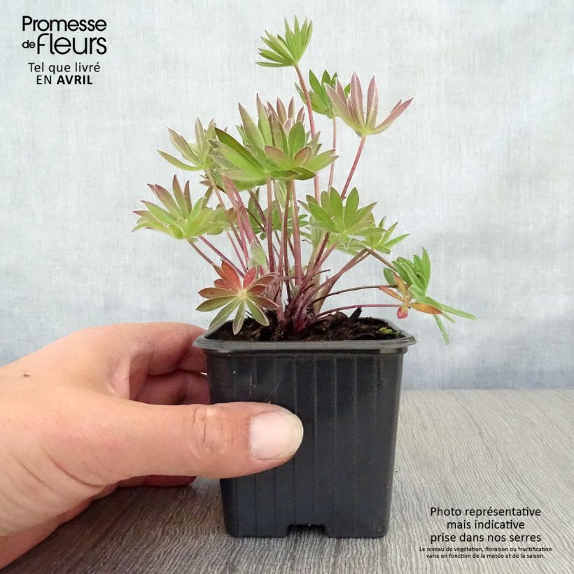 Amostra de Lupinus My Castle em sementes Vaso de 7/8 cm tal como entregue na primavera