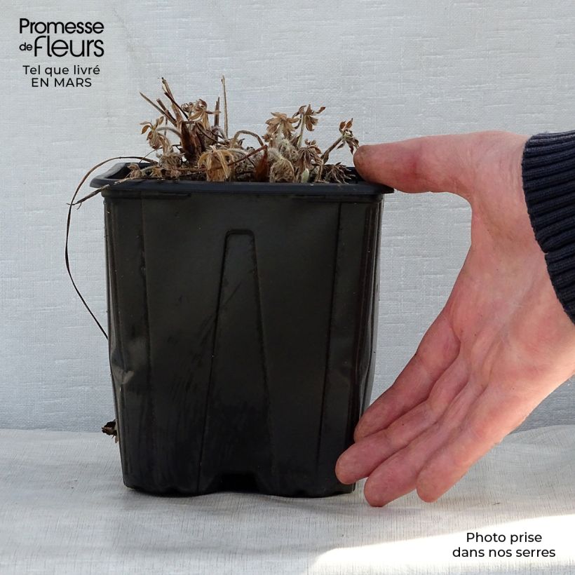 Amostra de Lupinus My Castle em sementes Vaso de 2 L/3 L tal como entregue na primavera