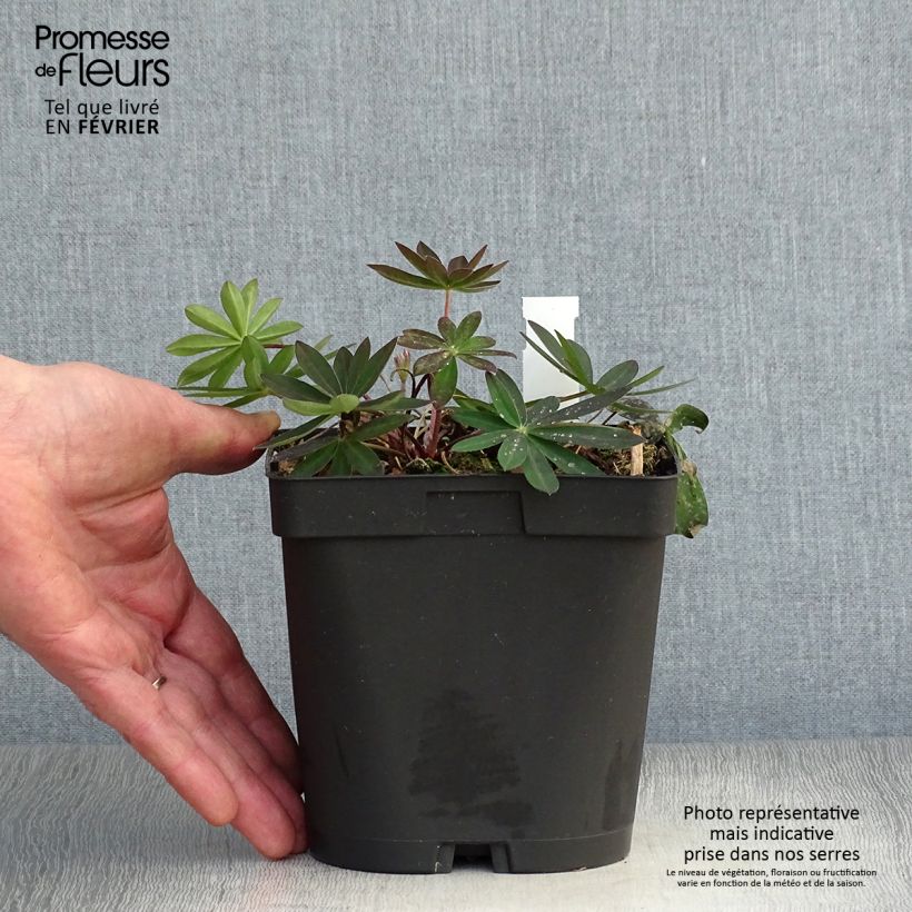 Amostra de Lupin Mon Chateau (My Castle) rouge Vaso de 2 L/3 L tal como entregue no inverno