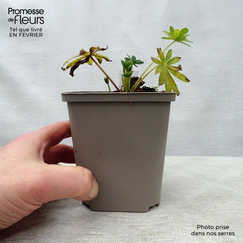 Amostra de Lupin West Country Blossom rose pâle Vaso de 10 cm/11 cm tal como entregue no inverno