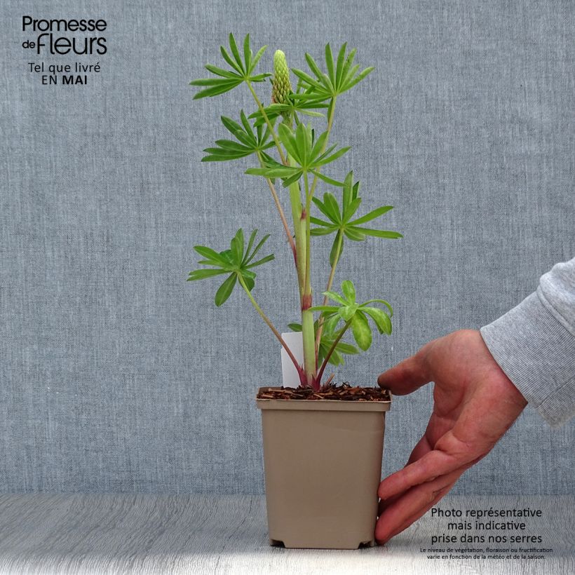 Amostra de Lupinus West Country Blossom Vaso de 10 cm/11 cm tal como entregue na primavera