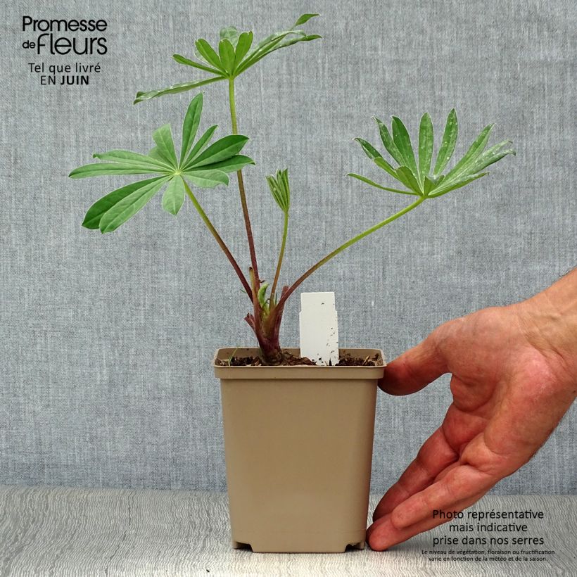 Amostra de Lupinus West Country Manhattan Lights Vaso de 8/9 cm tal como entregue no verão