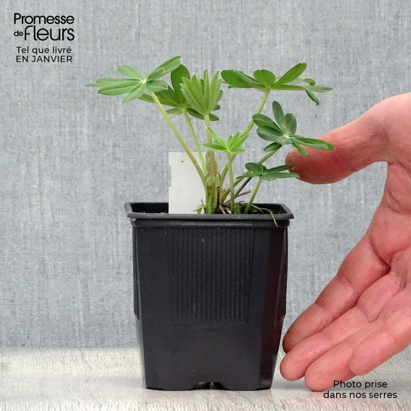 Amostra de Lupin West Country Manhattan Lights Vaso de 8/9 cm tal como entregue no inverno