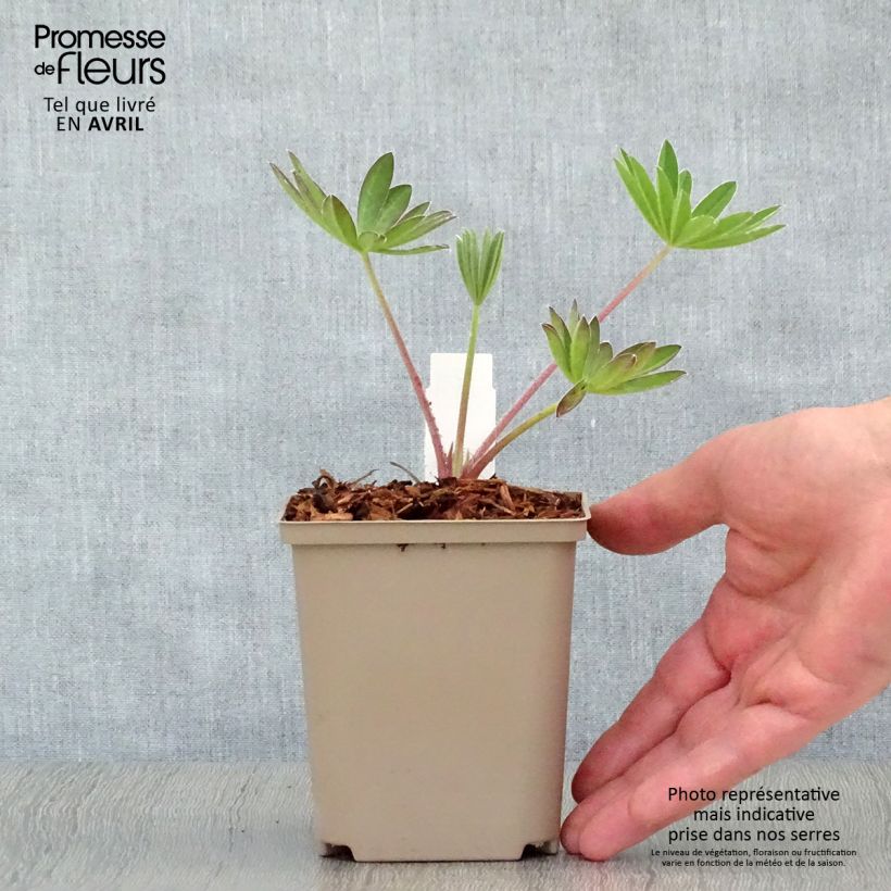 Amostra de Lupinus West Country Manhattan Lights Vaso de 8/9 cm tal como entregue na primavera