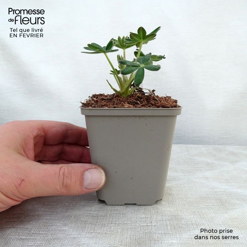 Amostra de Lupin West Country Masterpiece Vaso de 8/9 cm tal como entregue no inverno