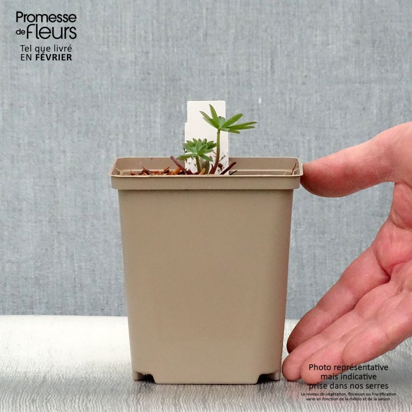 Amostra de Lupin West Country Persian Slipper bleu-violacé. Vaso de 10 cm/11 cm tal como entregue no inverno