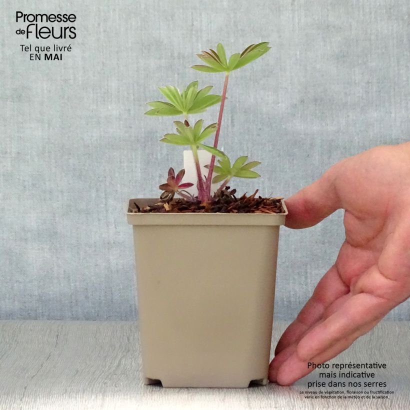 Amostra de Lupinus West Country Persian Slipper Vaso de 10 cm/11 cm tal como entregue na primavera