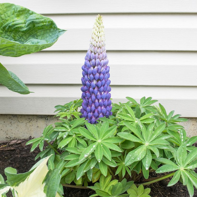 Lupinus West Country Persian Slipper (Hábito)